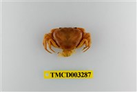 藏品(達觀澤蟹)的圖片